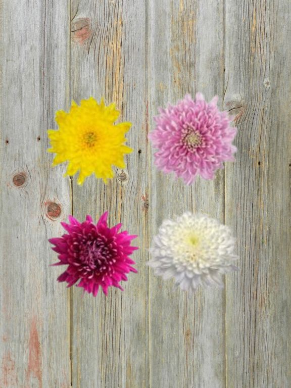 4 ASSORTED COLORS CREMONE DISBUDS